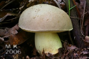 Boletus_impolitus.jpg