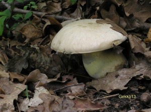 Boletus_impolitus.JPG
