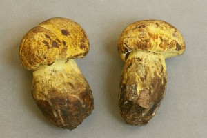 Boletus junquilleus - Poradna 005.jpg