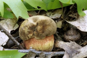 Boletus luridiformis.jpg