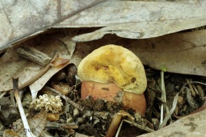 Boletus luridiformis (3).jpg