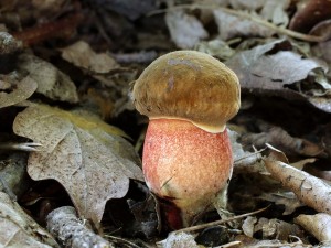 Boletus luridiformisB.jpg