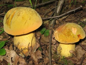 Boletus luridus.jpg