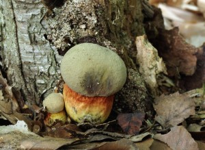 Boletus luridusB (2).jpg