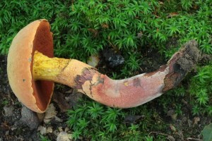 Boletus mendax 3.jpg