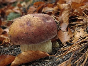 Boletus pinophilus2.jpg