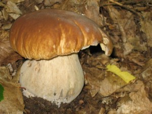 boletus reticulatus.jpg