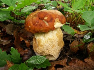Boletus reticulatus D1.jpg