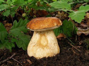 Boletus reticulatus D2.jpg