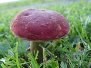 Boletus rubellus - hib erven.jpg