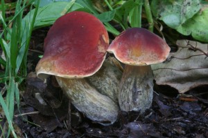 Boletus_rubellus.jpg