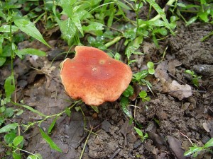 Boletus rubellus_1.jpg