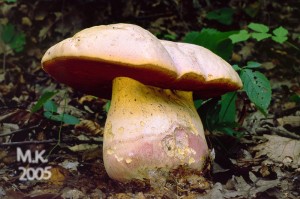Boletus_satanas.jpg