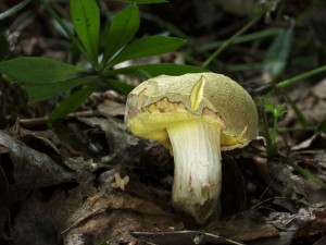 Boletus subtomentosusB.jpg