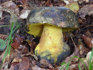 boletus_torosus-12.09.06.jpg