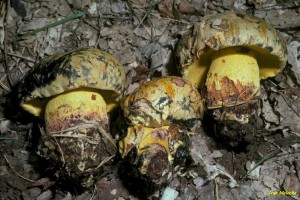 Boletus_torosus_02R-2.jpg