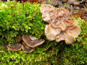 boltcovitka mozkovit-Auricularia mesenterica.jpg