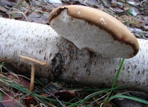 brezovnik-choros.JPG