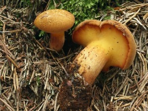 Buchwaldoboletus lignicola2.jpg