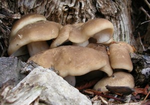 bwp 014.jpg