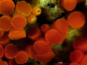 byssonectria7a.jpg