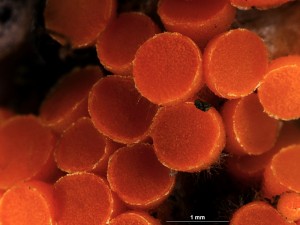 byssonectria8.jpg