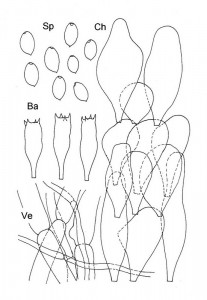 C. comatus var. excentricus micro.jpg