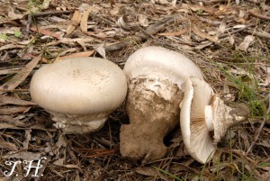 C.australiensis 01.jpg