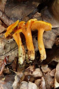c.friesii_742.jpg
