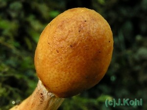 c_gracilis-detail.jpg