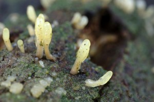 Calocera glossoides.jpg