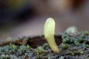 Calocera glossoides (2).jpg