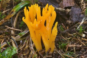 calocera_viscosa_dm_15.jpg