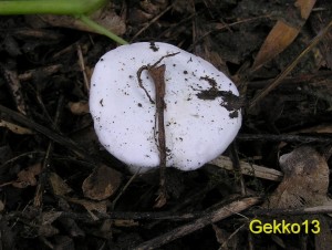 Calocybe_constricta2.JPG