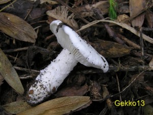 Calocybe_constricta.JPG