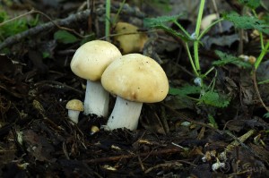 Calocybe_gambosa2.jpg