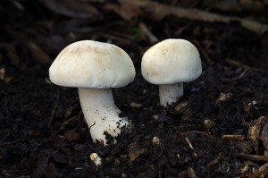 Calocybe_gambosa3.jpg