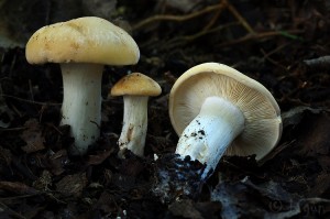 Calocybe_gambosa.jpg