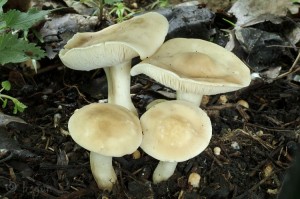 Calocybe gambosa.jpg