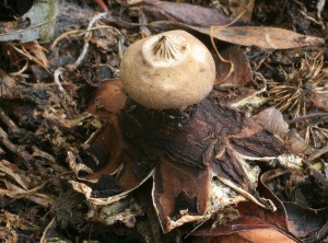 campestre3.jpg