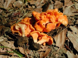 Cantharellus friesii.jpg