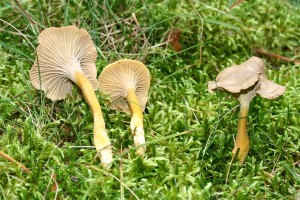 Cantharellus_tubaeformis_1.jpg