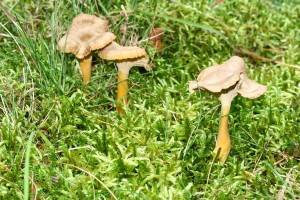 Cantharellus_tubaeformis_2.jpg