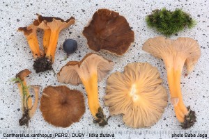 Cantharellus xanthopus.jpg