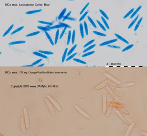 Capulka04.jpg