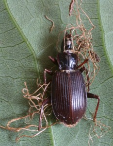 carabus1.jpg