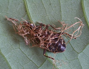 carabus2.jpg
