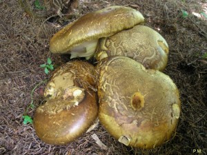 Catathelasma imperiale.JPG