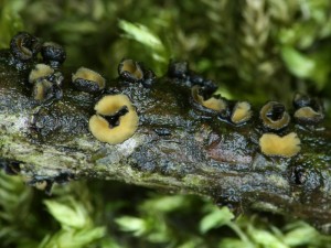 Cenangium ferruginosum1.jpg