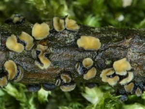 Cenangium ferruginosum2.jpg